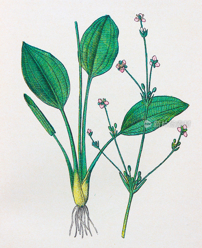 古董植物学插图:水车前草，Alisma Plantago